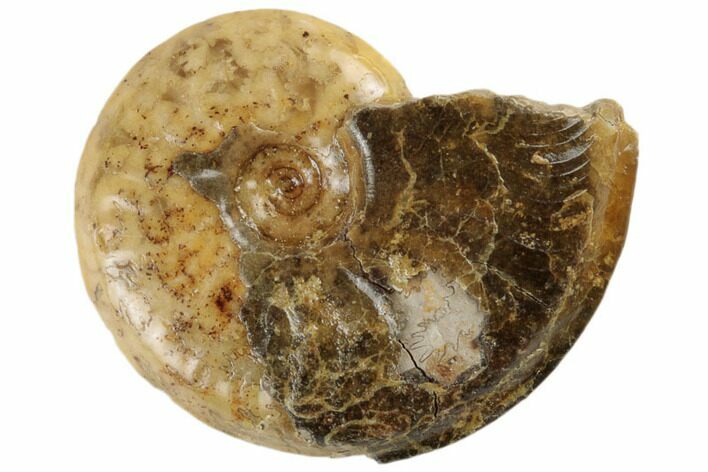 Jurassic Fossil Ammonite (Leioceras) - Dorset, England #189511